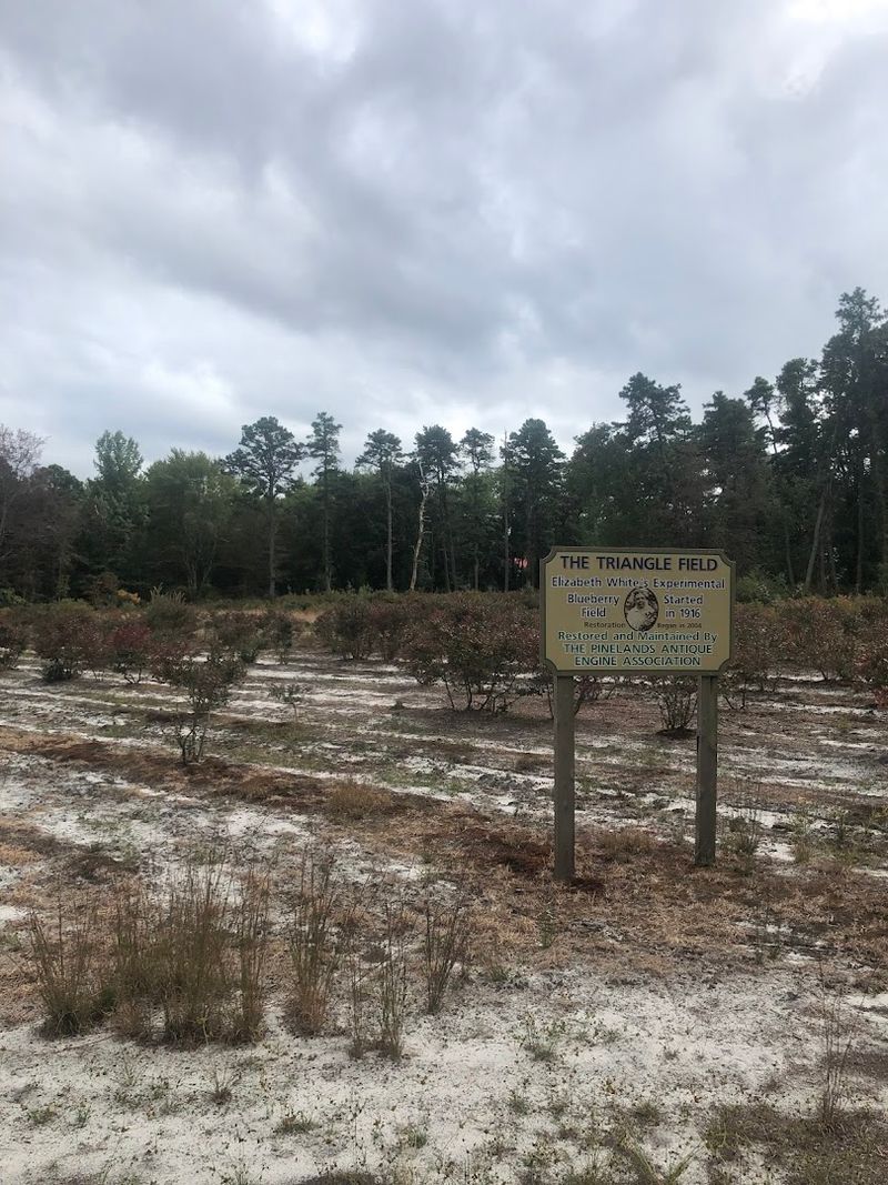 Blueberry Fields That Changed American Agriculture