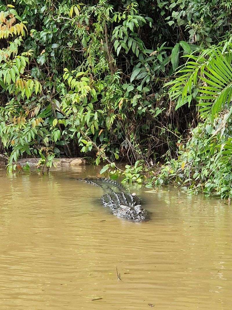 Do a river cruise - this is crocodile country