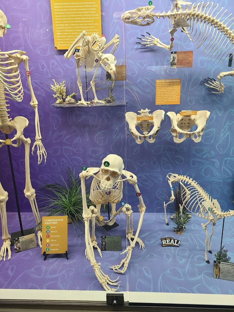 A Dog Exhibit That Dog Lovers Will Adore