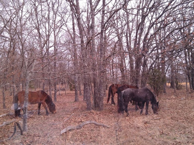 Wildlife Encounters Beyond the Mustangs