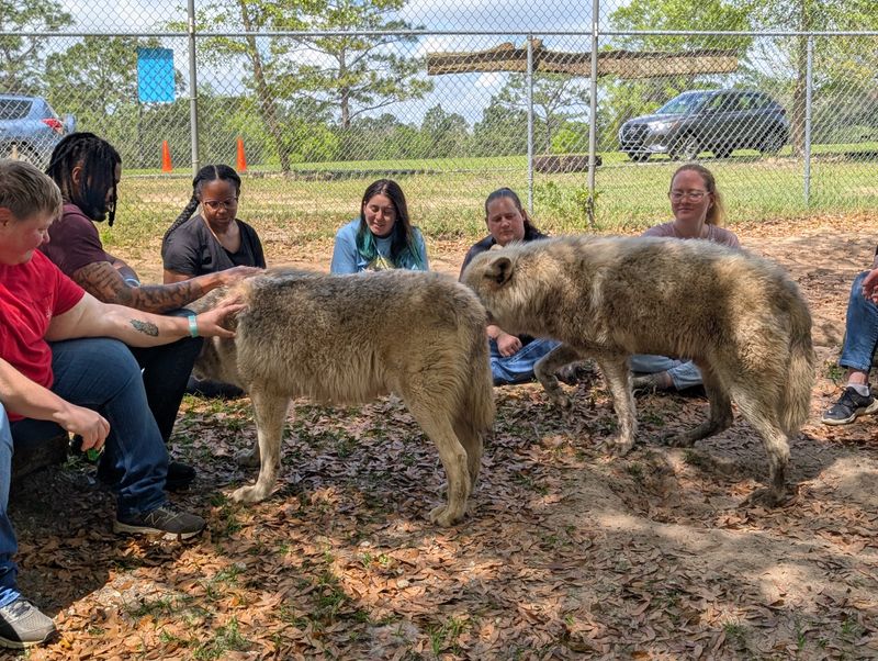 Gray Wolves of the North