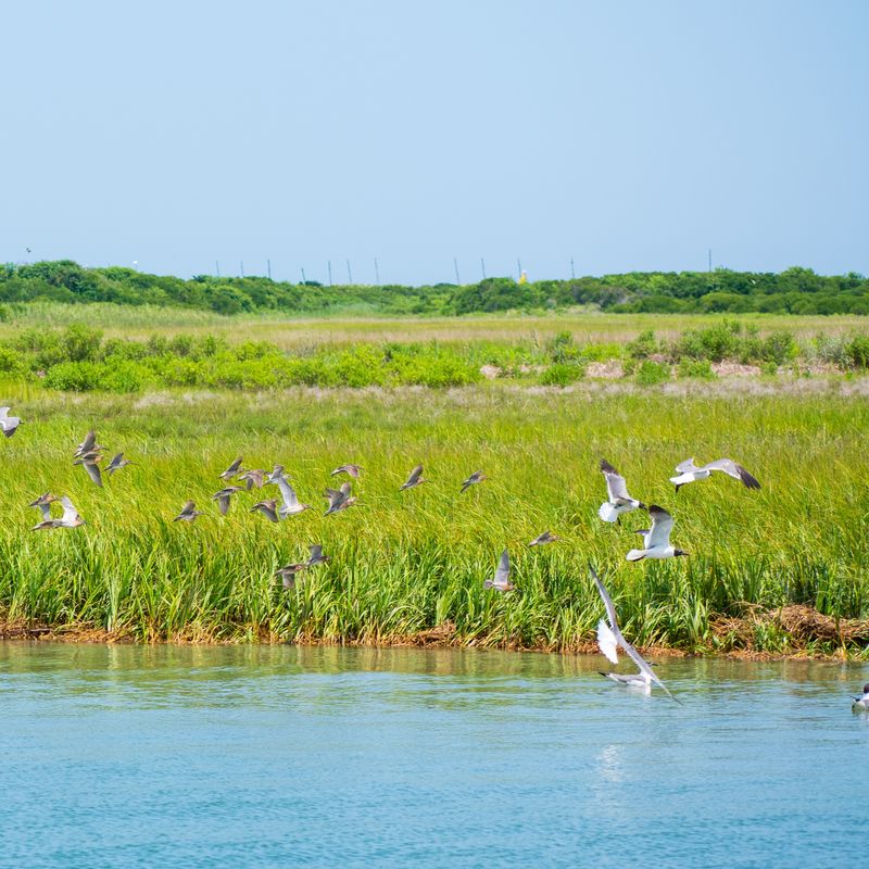 Seagull Platforms And Nesting Season