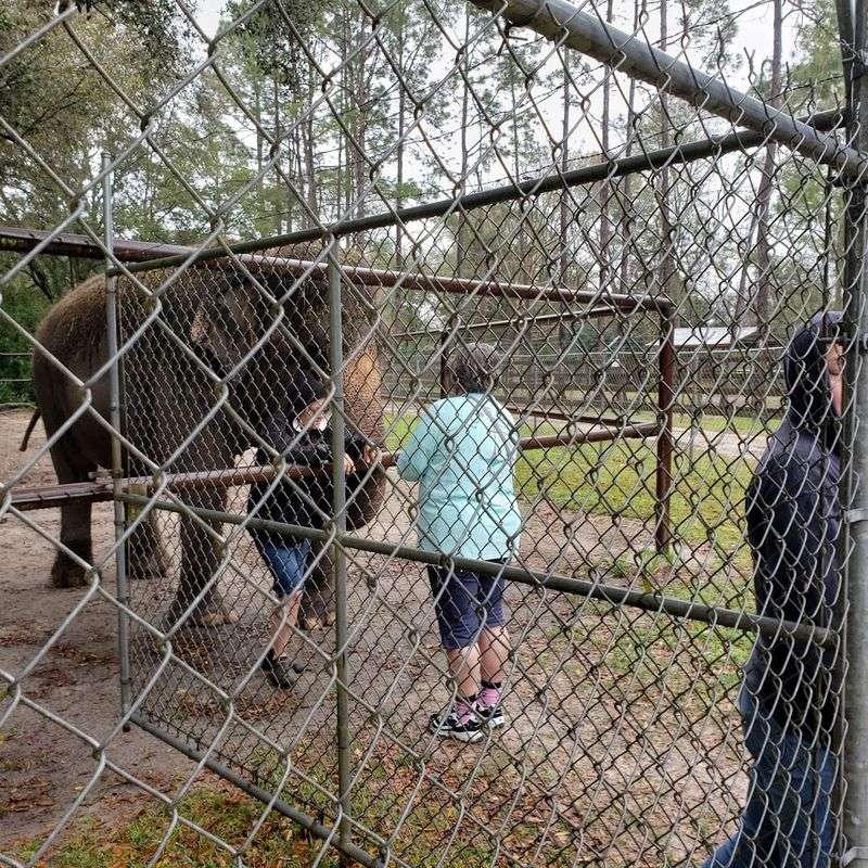 Feeding the Elephants