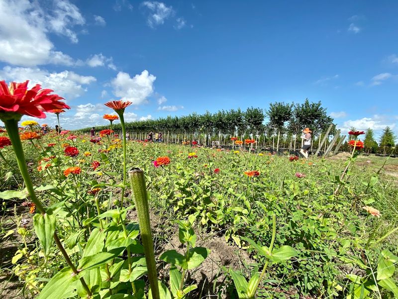 The Zinnia Fields and Flower Picking