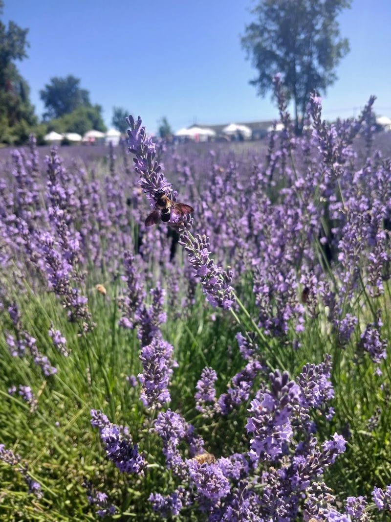 Bees, Wildlife, and Quiet Corners