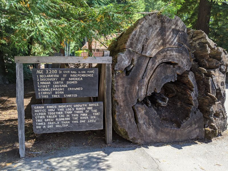 Redwood Forest Gateway Adventures