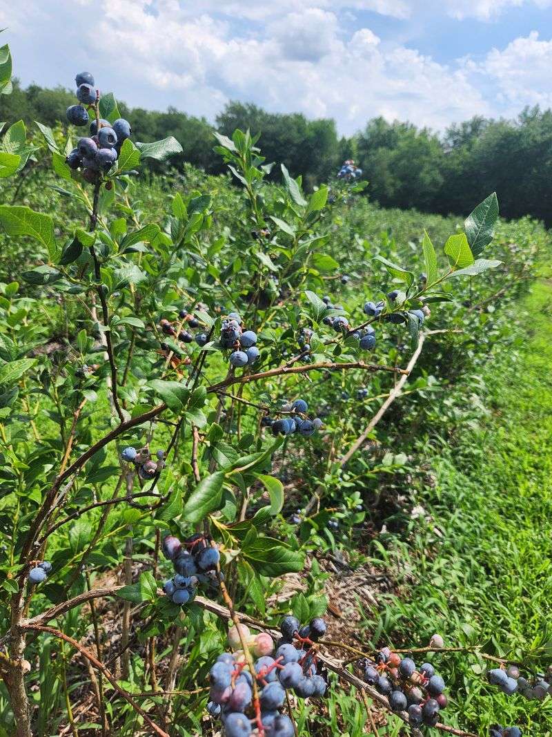 Blueberry Fields: The Heartbeat