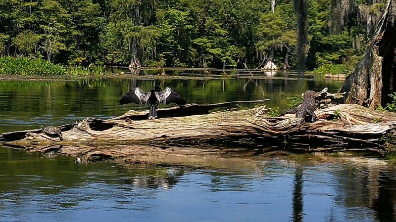 Mastodon Bones and Ancient Secrets