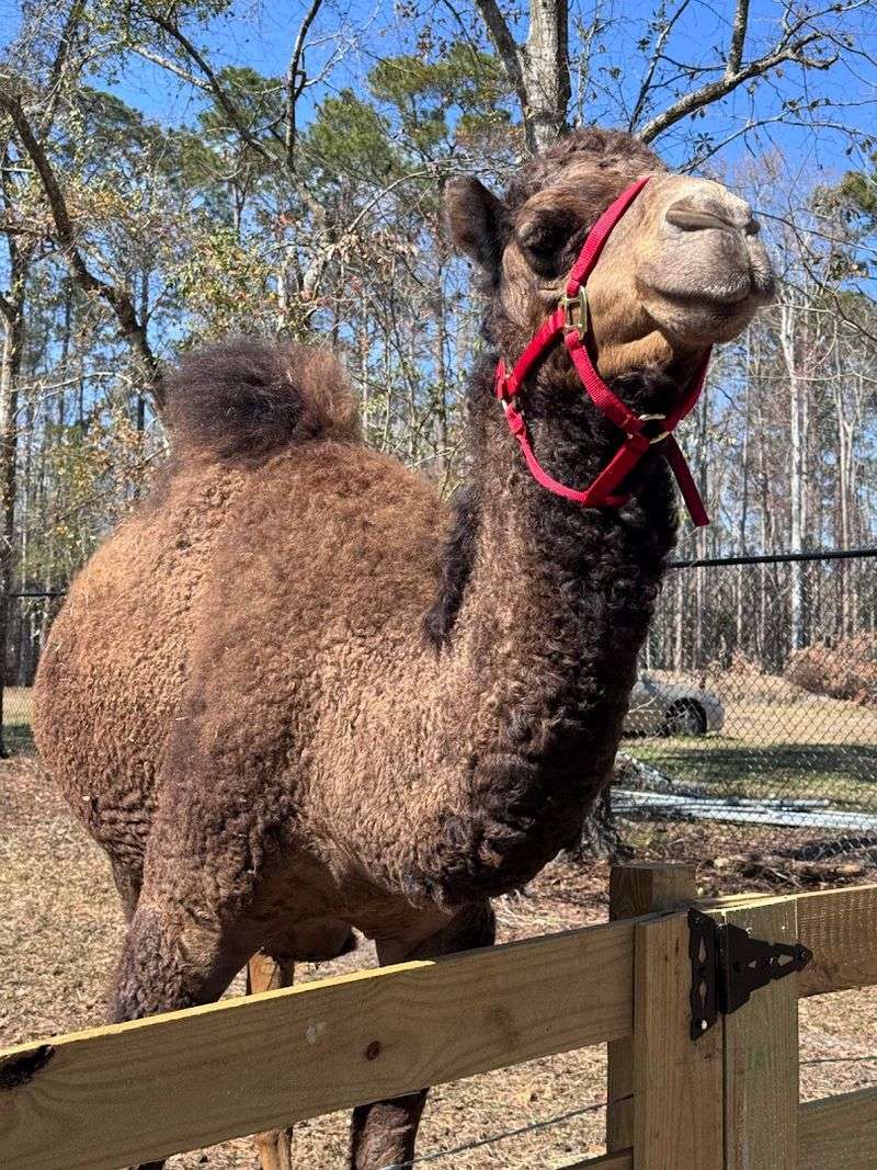 Cairo the Camel Steals Hearts