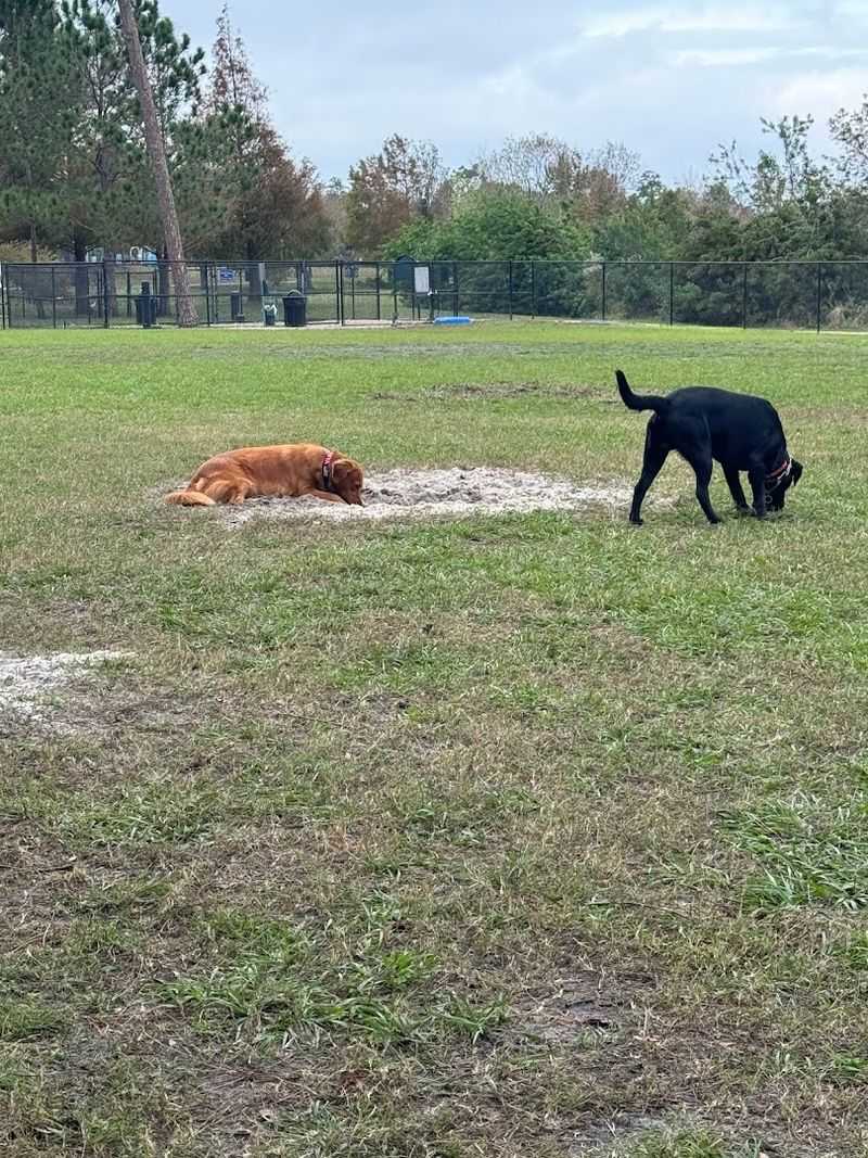 A Dog Park That Thinks of Everything