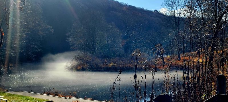 Old-Growth Hemlock Forest: Walking Through Something Ancient