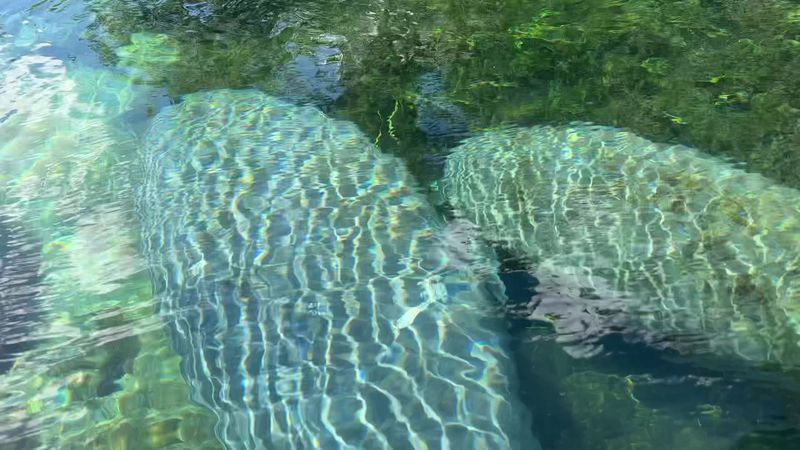 Manatees Up Close: A Wildlife Encounter You Will Not Forget