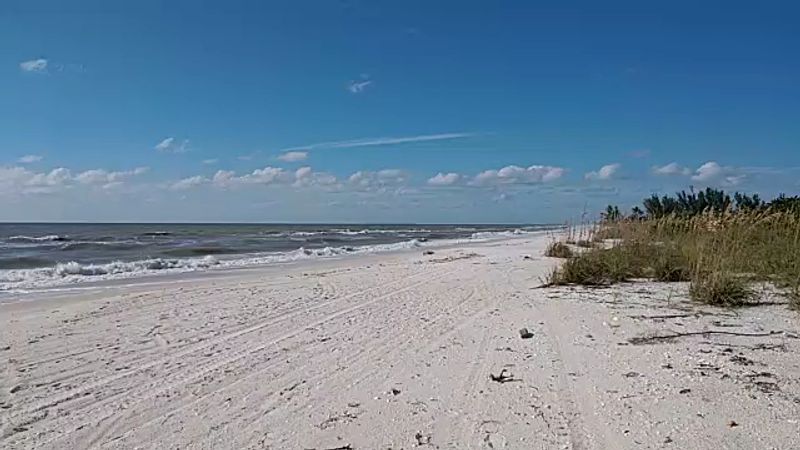 Shelling and Sand Dollar Hunting