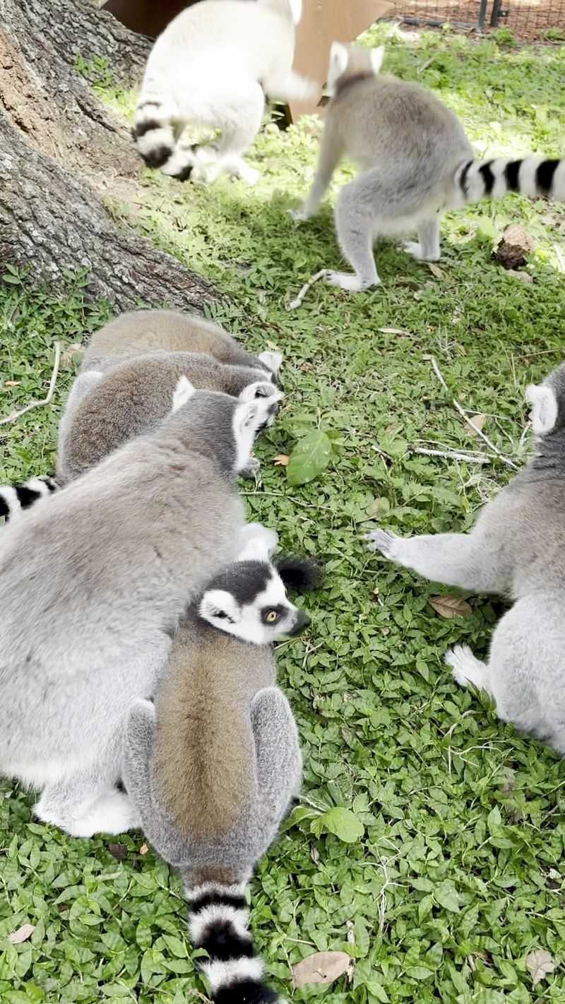 Hand-Feeding Anteaters That Challenge Your Expectations