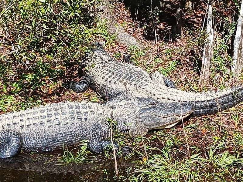 Wildlife That Will Stop You Mid-Sentence