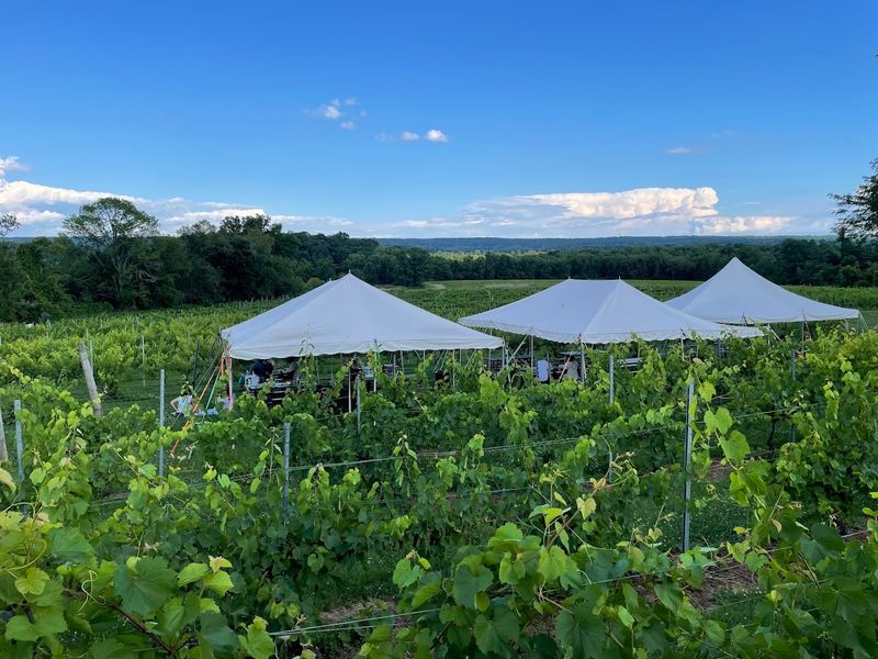 The Vineyard Setting and Outdoor Grounds