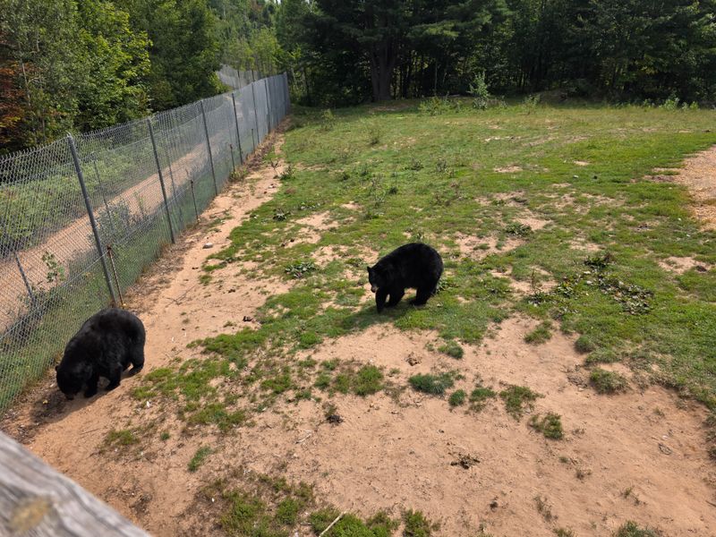Black Bear Behavior 101