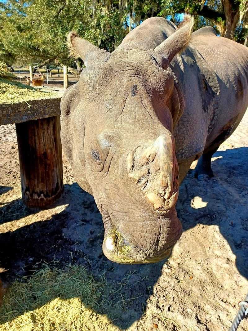 The Rhino: A Rare Encounter