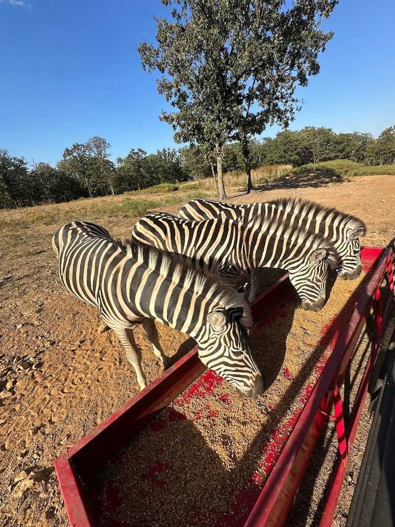 Zebras Grazing Just Outside Your Window