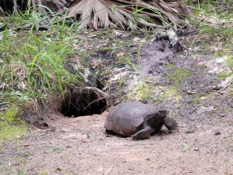 Wildlife You Might Spot Along the Way