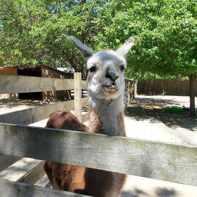 The Animals You Will Meet Here