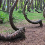The Most Unusual Trees in Europe? Meet Poland’s Crooked Forest