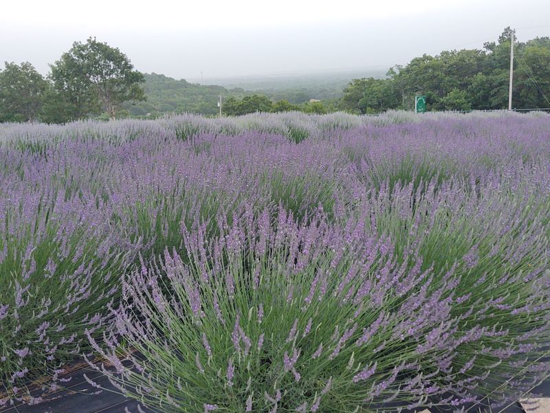 Endless Rows of Purple Blooms