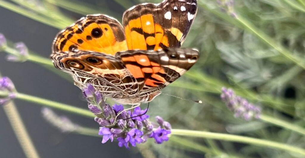 The Oklahoma Lavender Farm That Looks Straight Out of the French Countryside