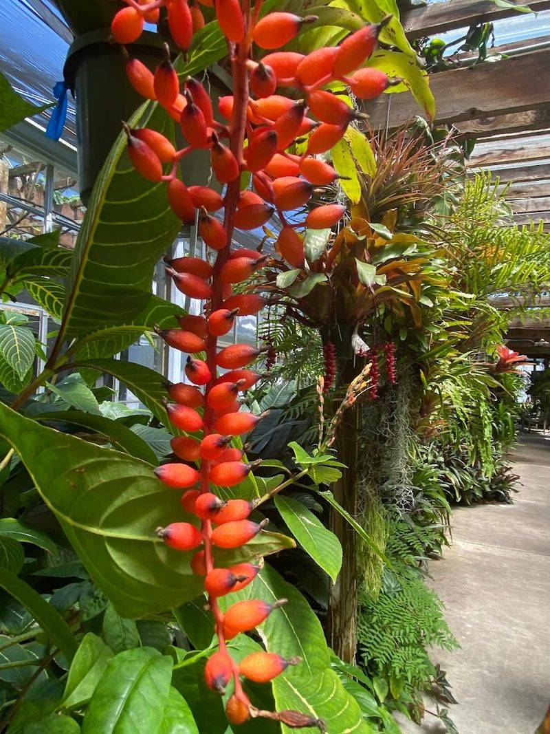 Bromeliads That Look Like They Arrived From Another Planet