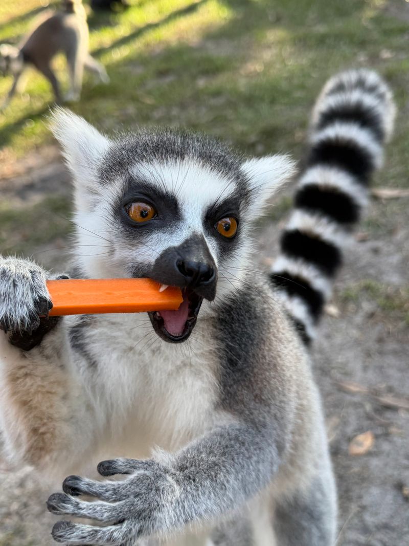 Lemur Feeding Sessions Where Chaos Meets Cuteness