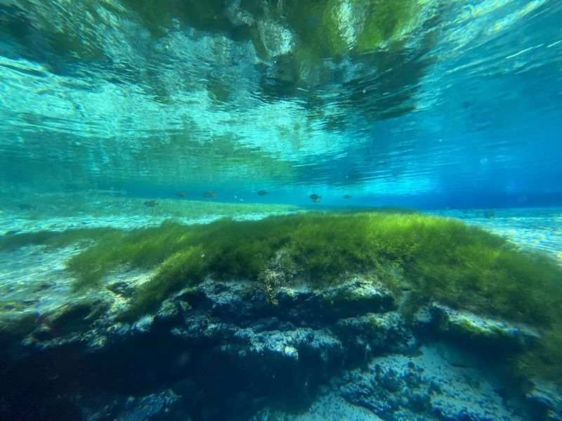 Wildlife and Underwater Flora