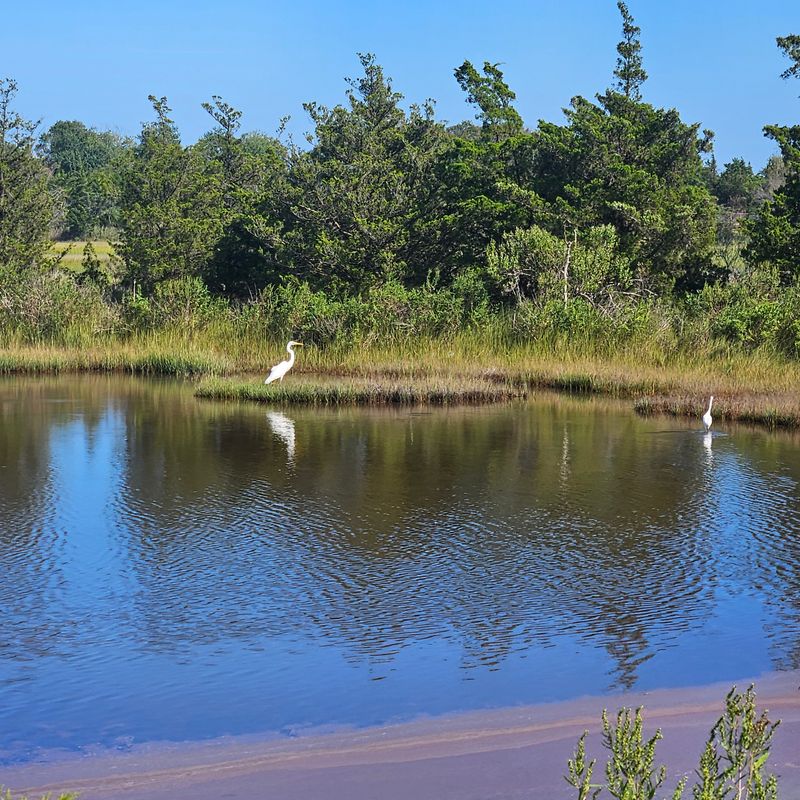 Wildlife Watch From The Rails