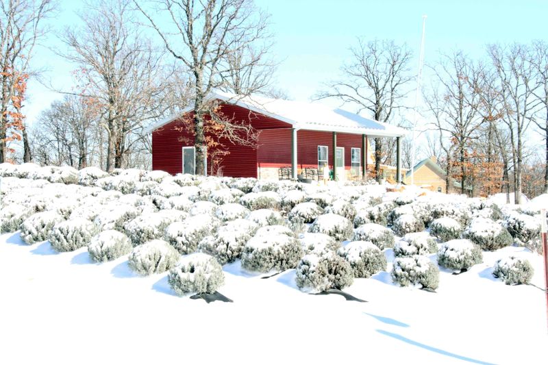 Seasonal Beauty Beyond Lavender