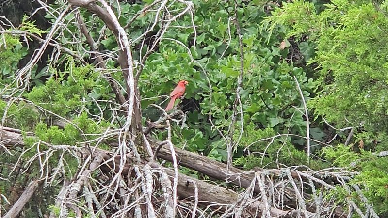 Wildlife, Birds, and the Unexpected Quiet of the Canyon