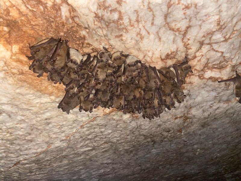 Living With Bats Underground