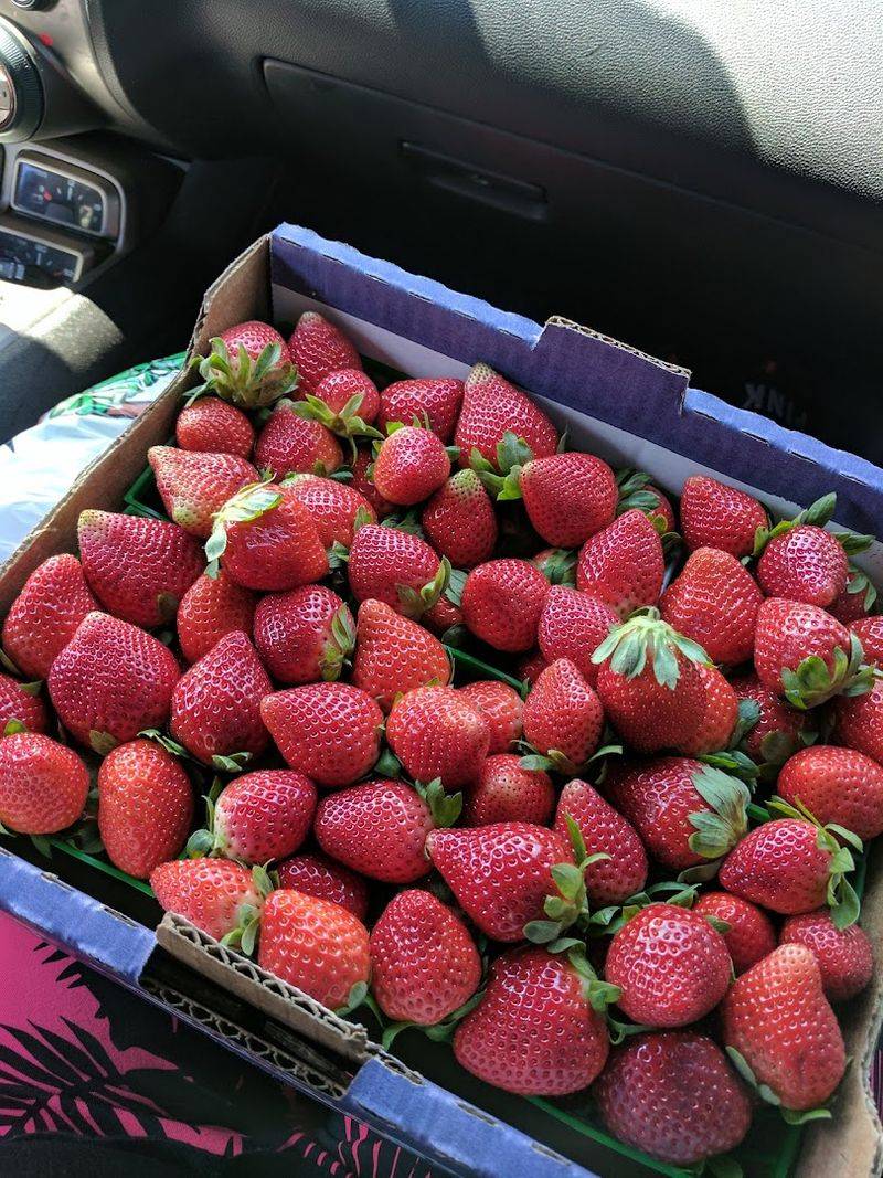 The Connection to the Florida Strawberry Festival