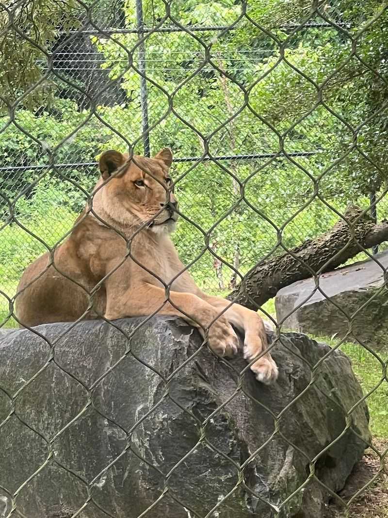 Primates, Lions, and the Animals That Steal the Show