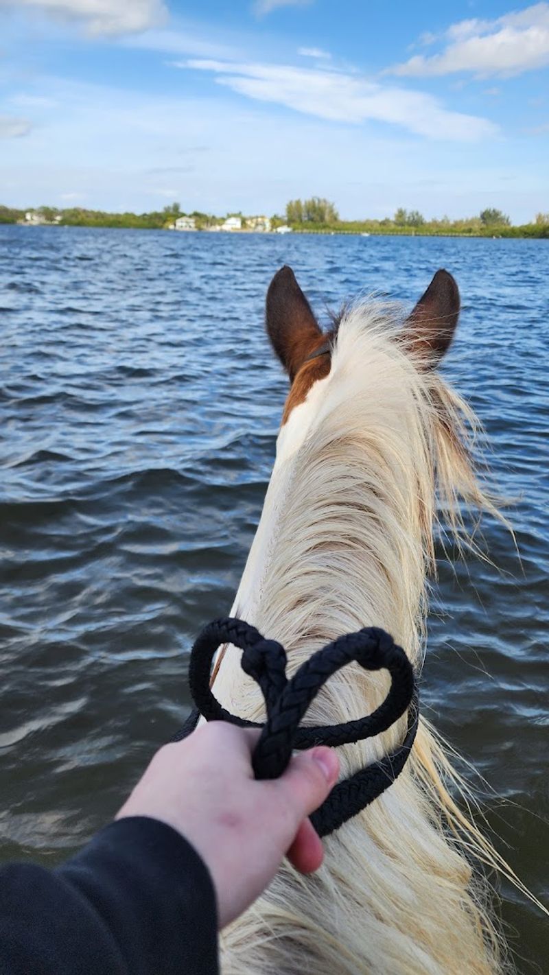 The Horses Themselves: Big, Beautiful, and Beginner-Friendly