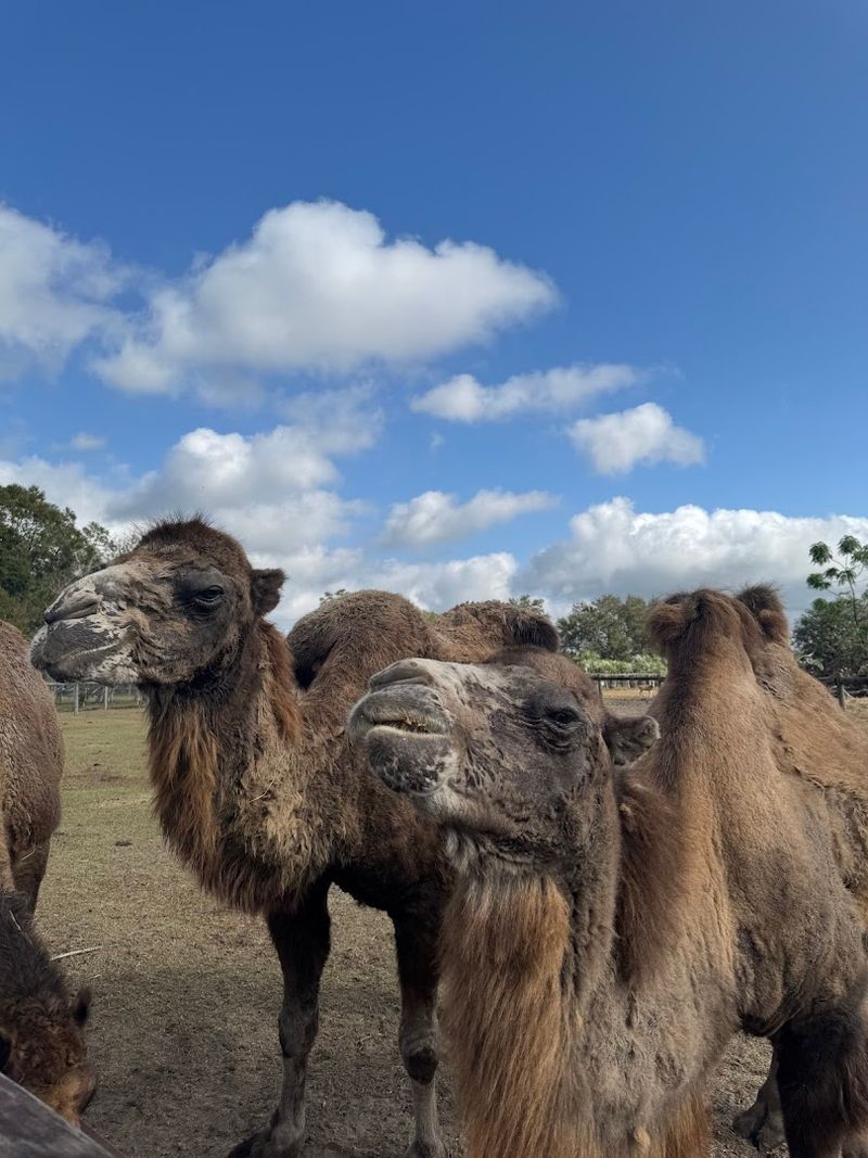 Camel Rides and More