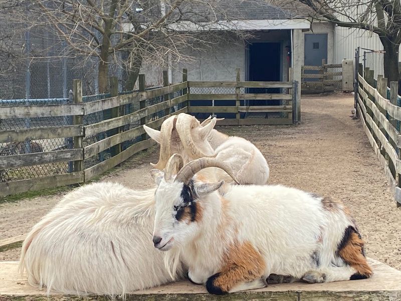 Birthday Parties and Group Visits