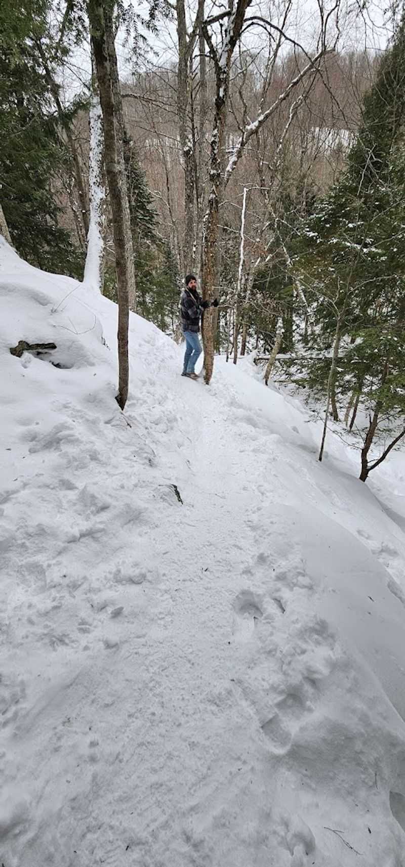 The Trail Through the Forest: What the Hike Actually Feels Like
