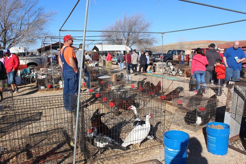 Farm Animals and Country Finds