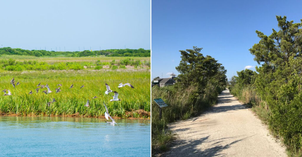 The Stone Harbor Salt Marsh Trail That Turns a Simple Walk Into a Wildlife Watch