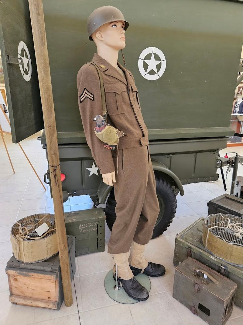 Pigeons as Wartime Messengers: The Story That Surprises Everyone