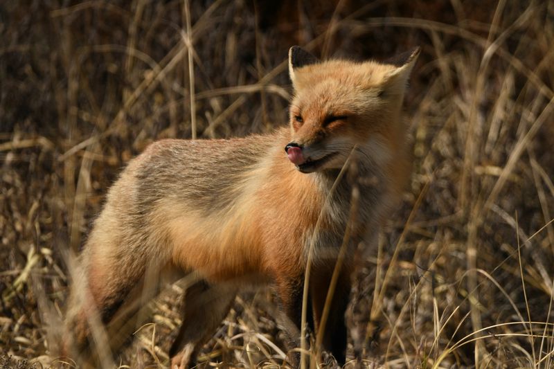 Wild Foxes Roaming the Dunes
