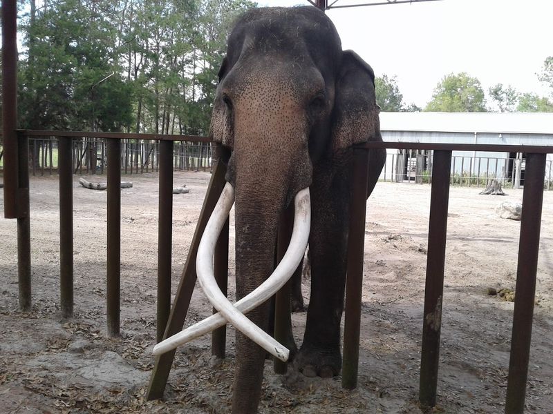 Asian Elephants Up Close