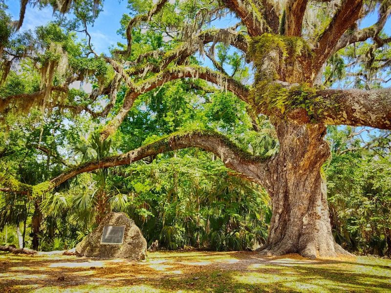 The Fairchild Oak: A Living Giant