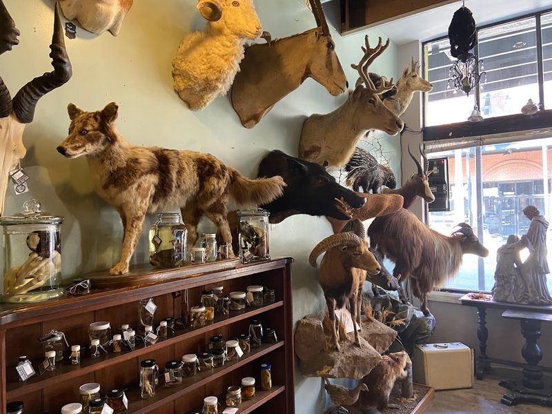 The Taxidermy Collection That Stops You Cold