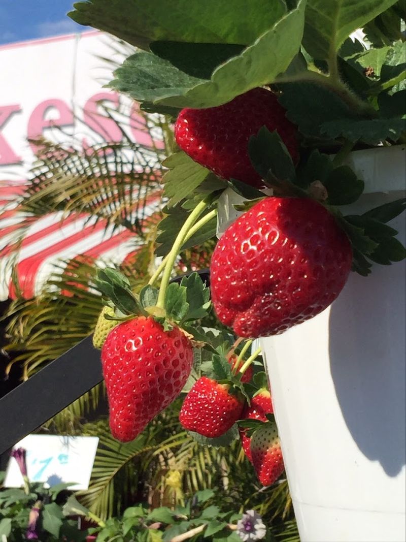 Strawberry Season and When to Visit