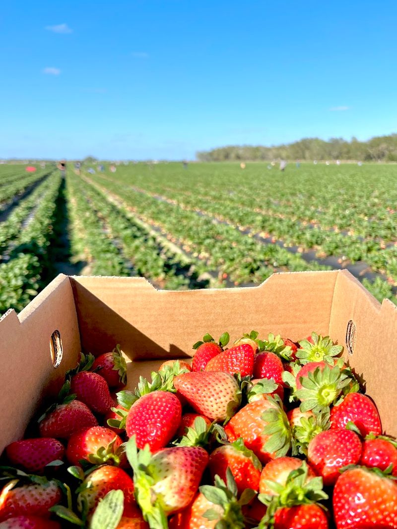 Strawberry Season and What to Expect